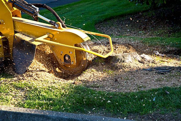 Best Lawn Disease Treatment  in Baldwin, NY