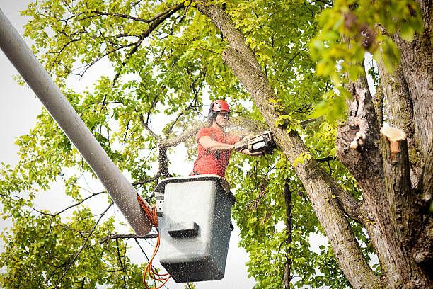 Best Utility Line Clearance  in Baldwin, NY